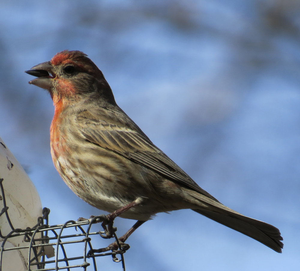 HFinch 1500 3-3-2016 053P.jpg