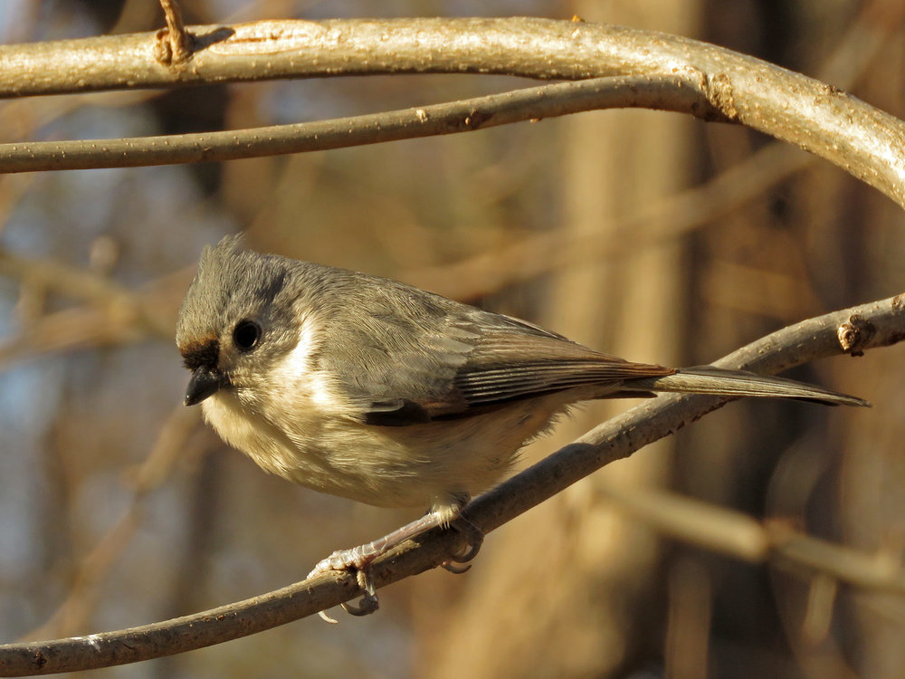 Titmouse 1500 2-26-2019 020P.jpg