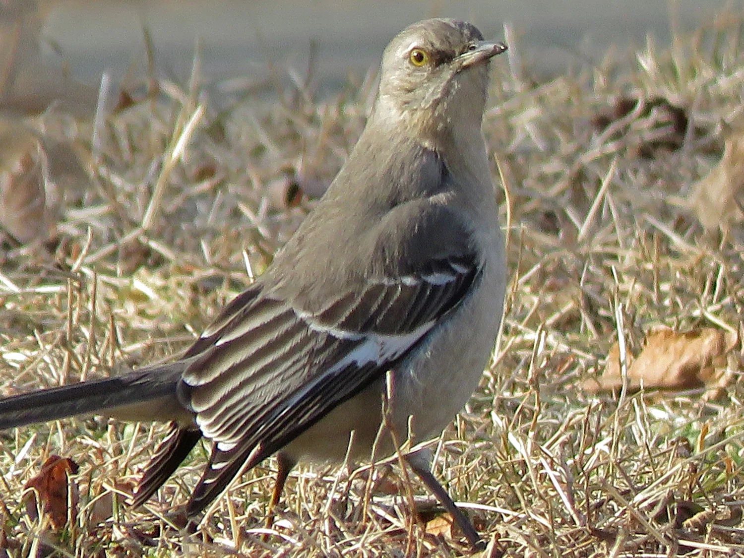 Northern mockingbird, Baisley Pond, February 15, 2019
