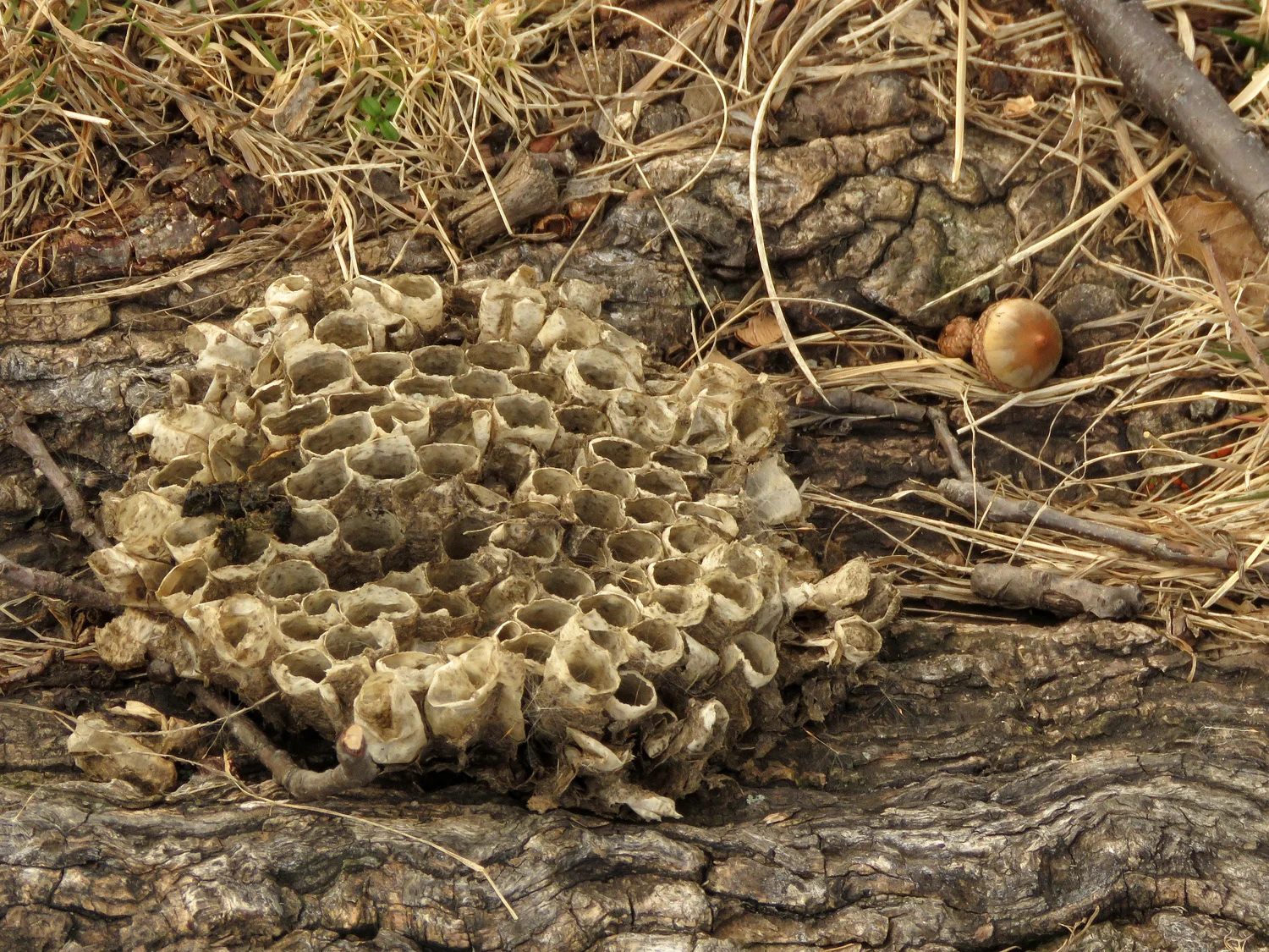 A wasp or hornet nest was on the groiund at Baisley Pond, February 15, 2019