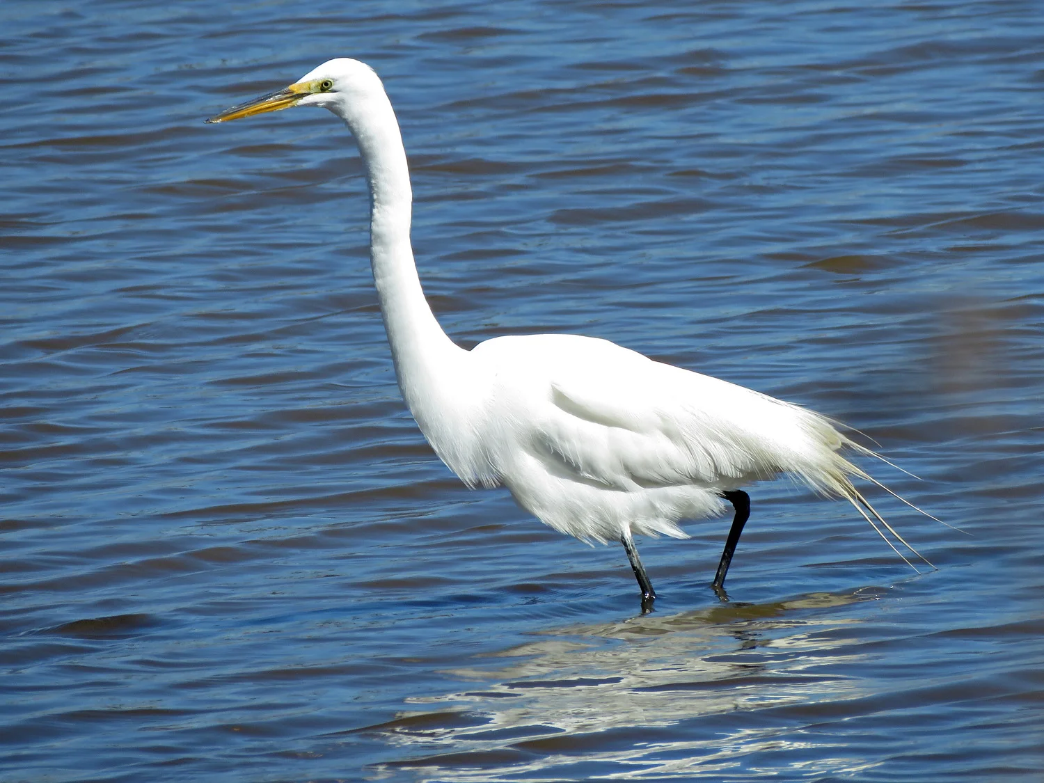Great egret, Wolfe’s Pond, Staten Island, March 26, 2019