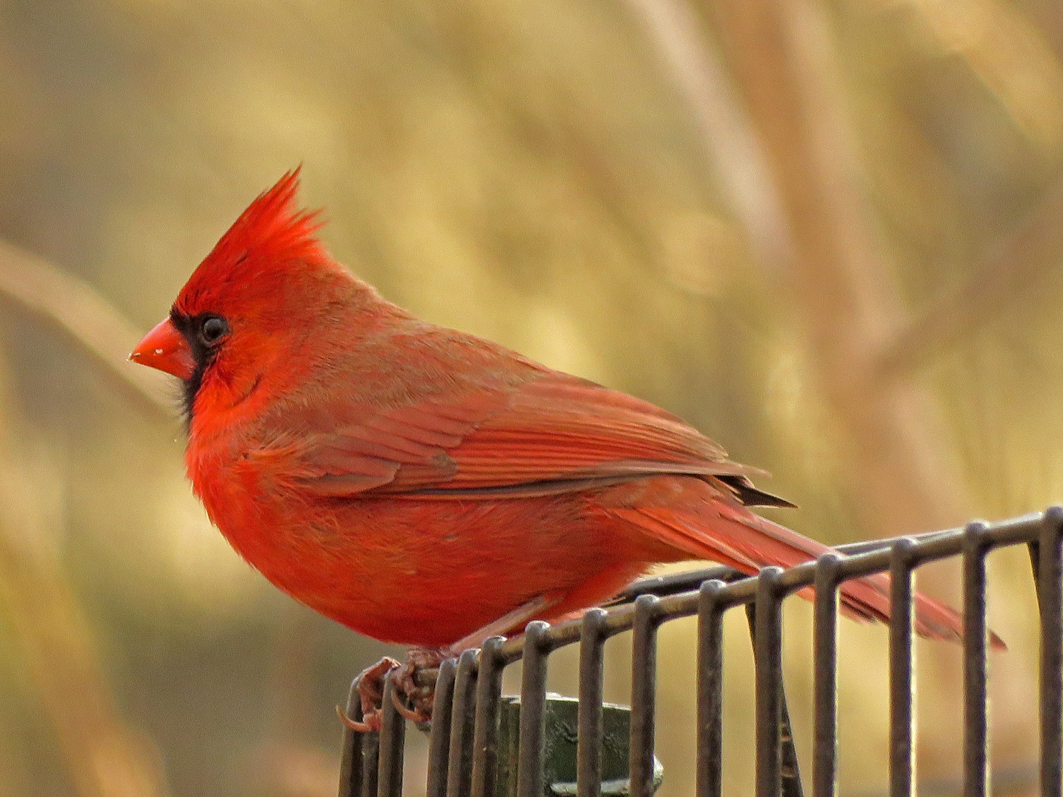 Cardinal 1500 3-31-2019 (16)P.jpg