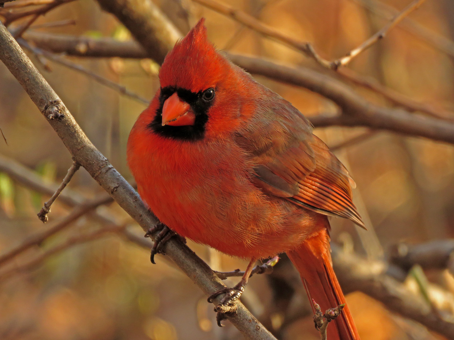 Cardinal 1500 3-31-2019 (20)P.jpg