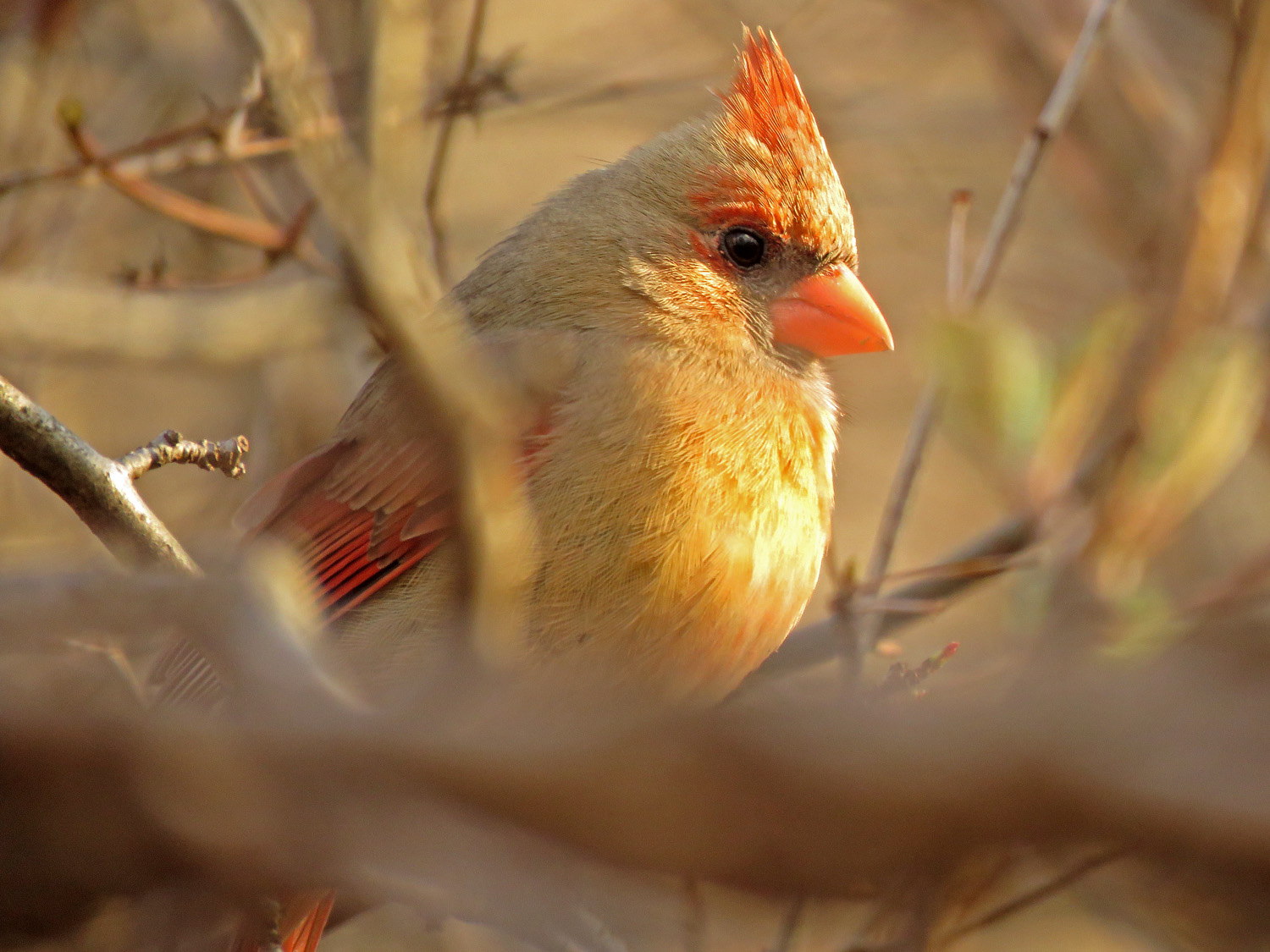 Cardinal 1500 3-31-2019 (22)P.jpg