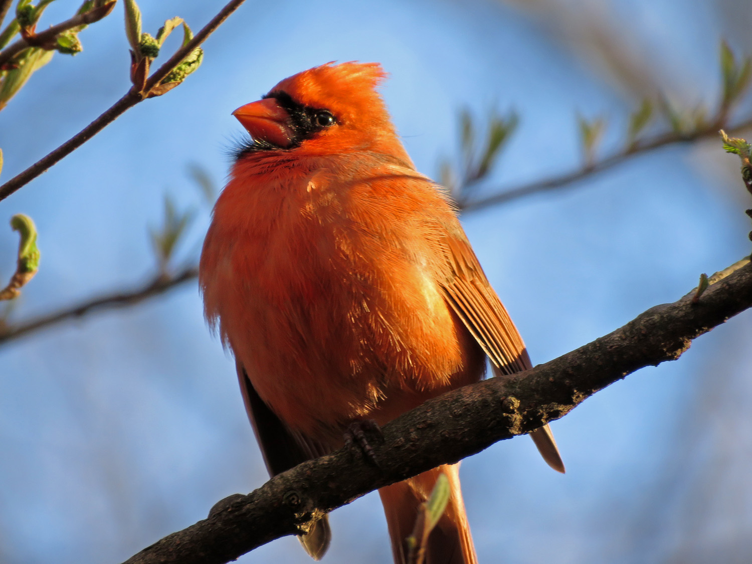 Cardinal 1500 3-31-2019 (46)P.jpg