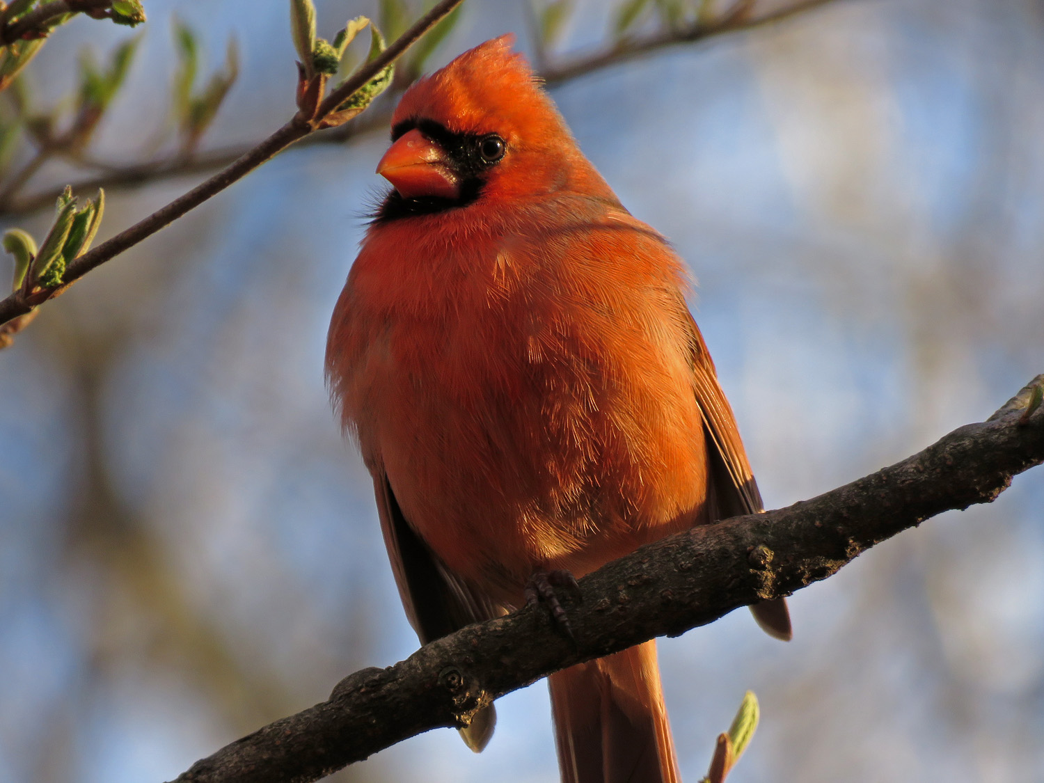 Cardinal 1500 3-31-2019 (53)P.jpg