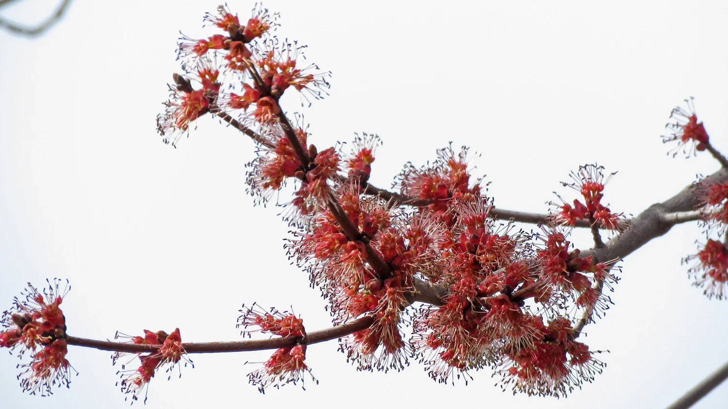 A tree shows signs of spring on Staten Island, April 2, 2019.