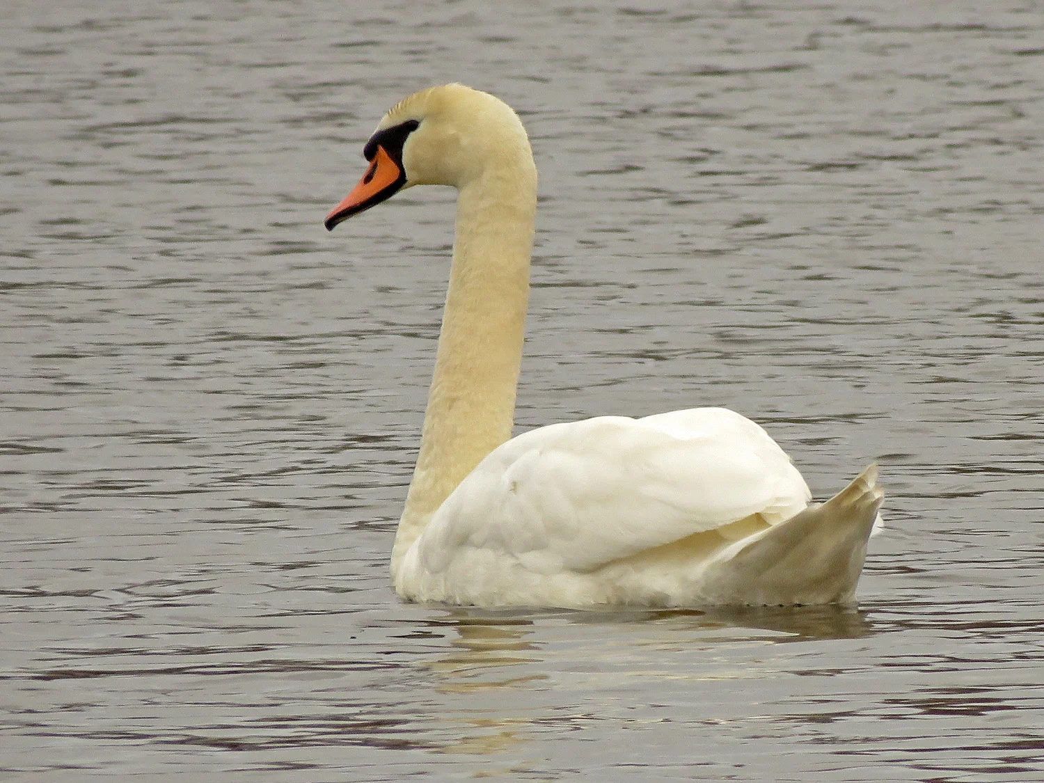 Swan 1500 4-2-2019 SI 119P.jpg