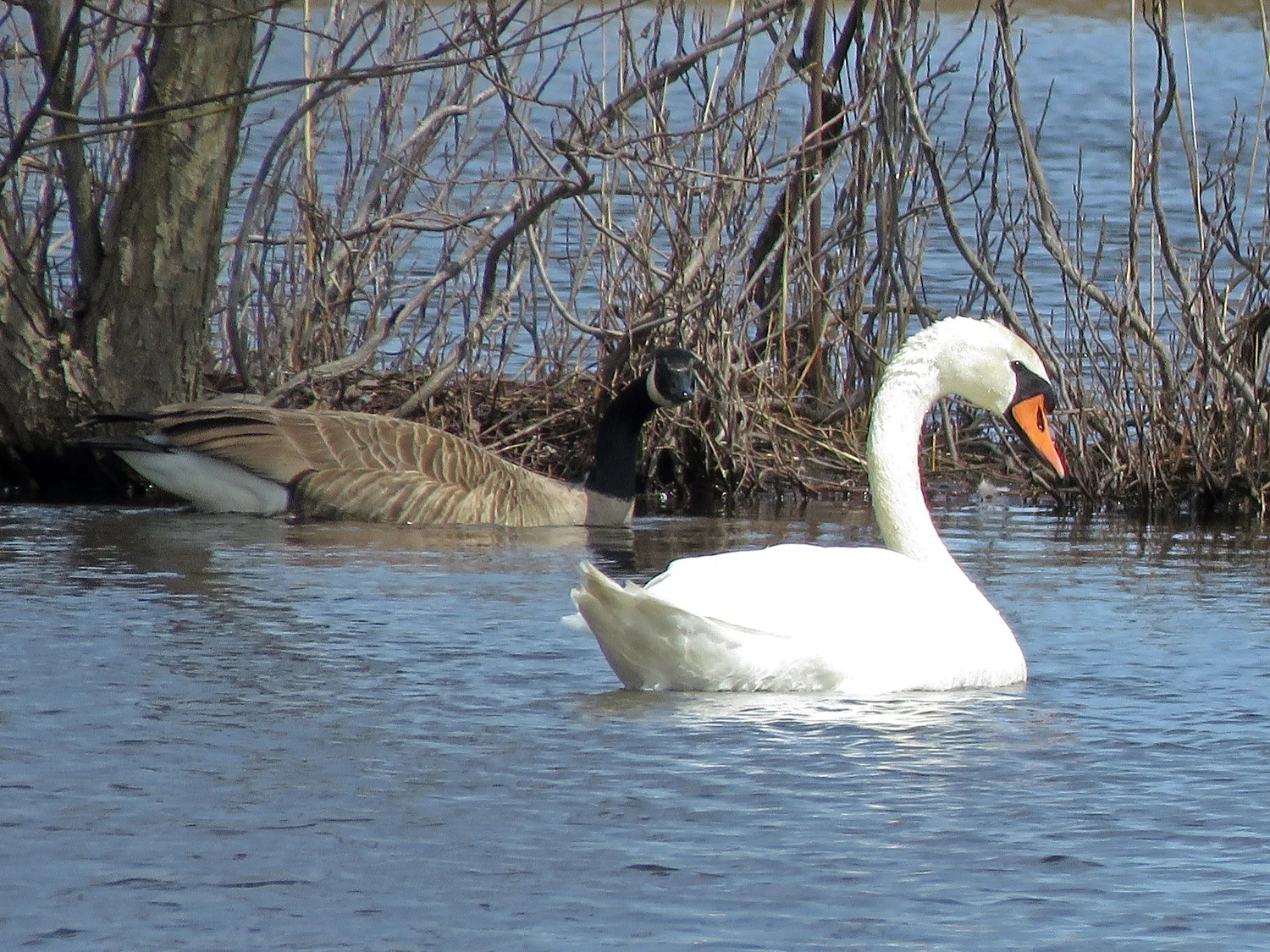 Mute swan and Canada goose, Cunningham Pond, Mt. Loretto, Staten Island, April 2, 2019