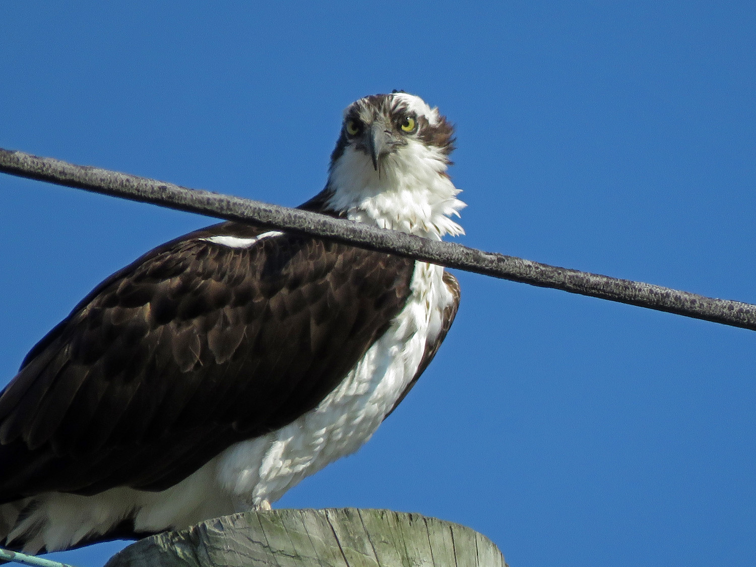 Osprey 1500 4-6-2019 FT AP JB 290P.jpg