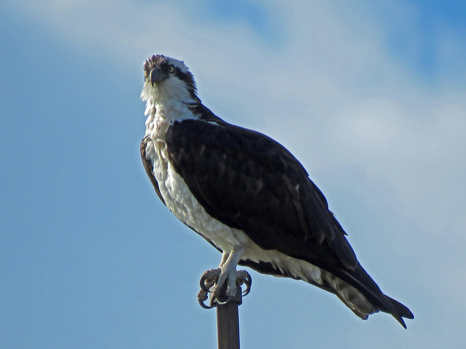 Osprey 1500 4-6-2019 FT AP JB 317P.jpg