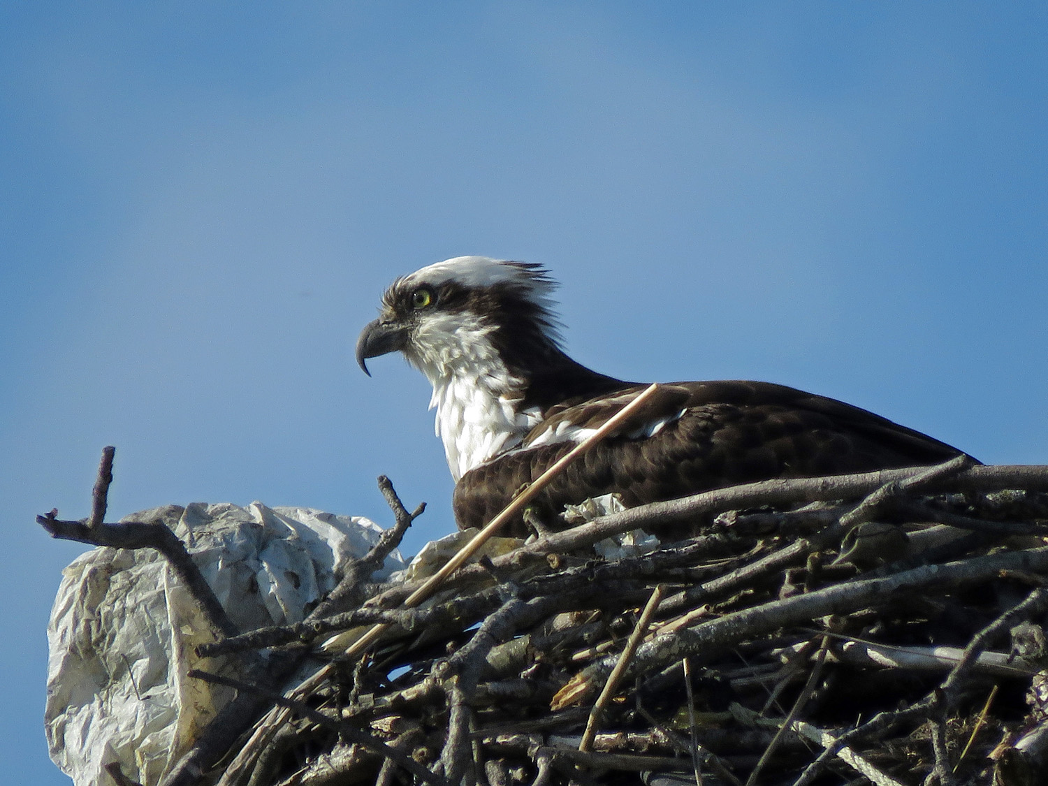 Osprey 1500 4-6-2019 FT AP JB 313P.jpg