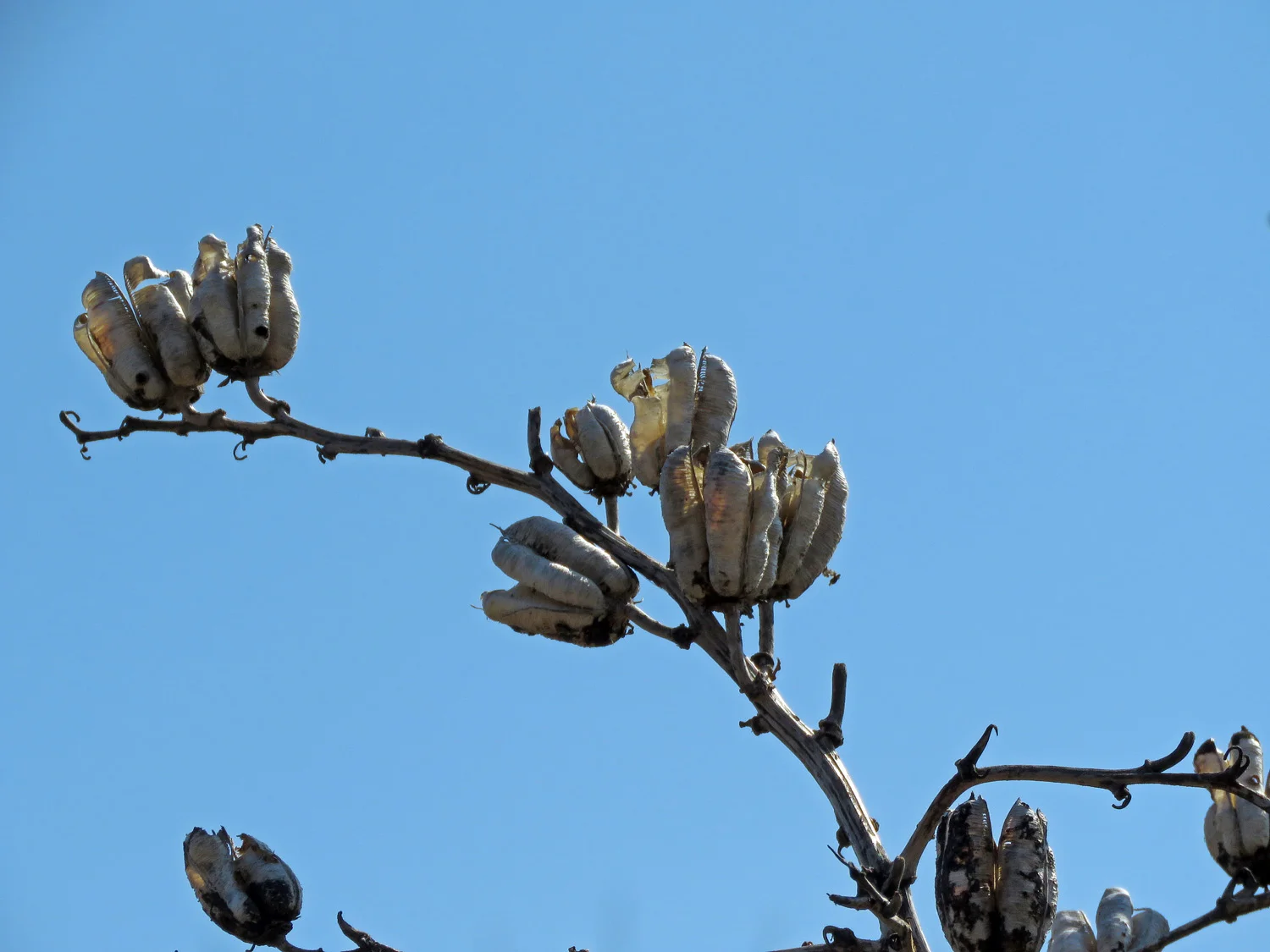 Yucca pods, Jamaica Bay Wildlife Refuge, April 6, 2019