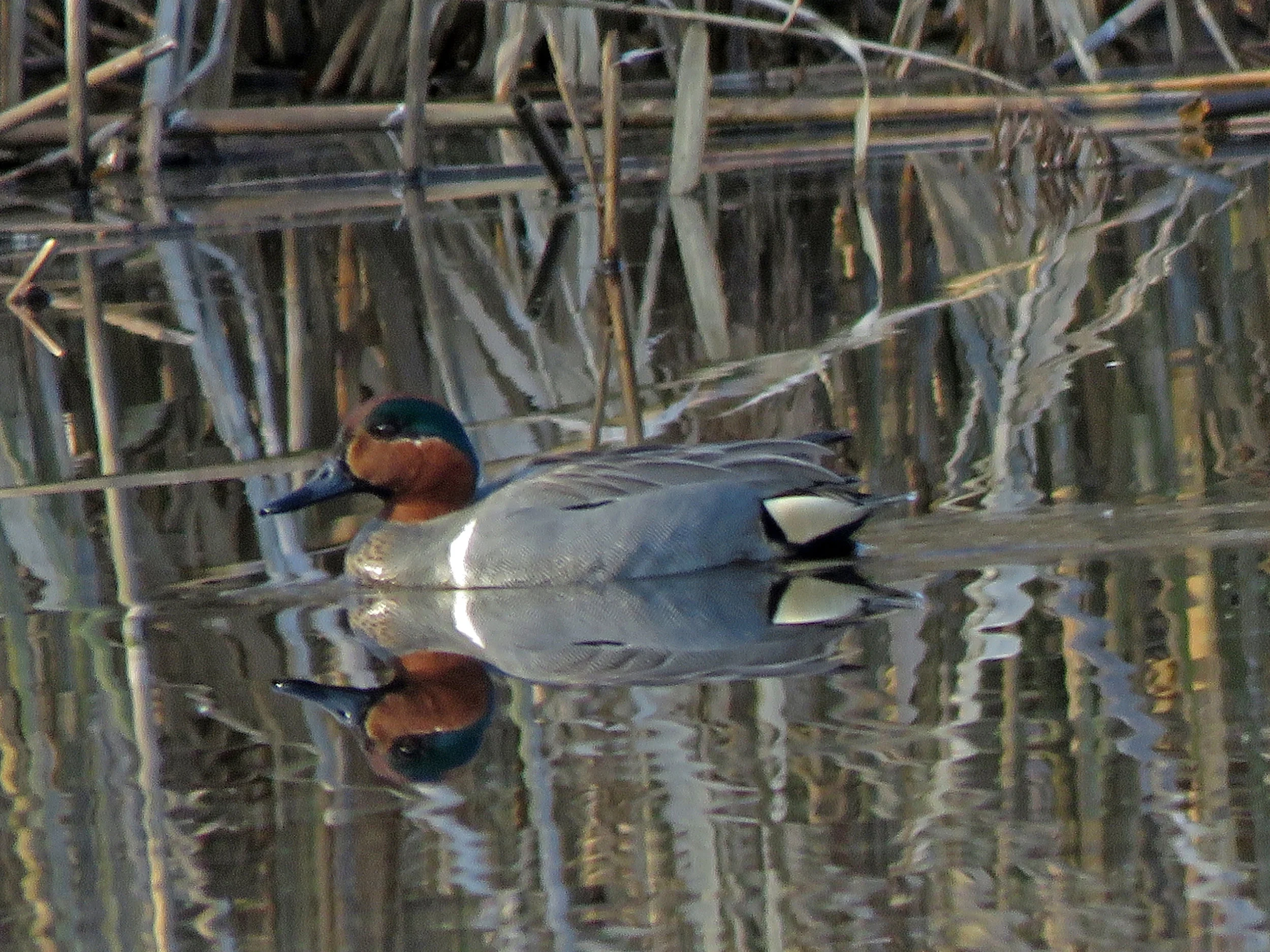 Male green-winged teal, Big John Pond, Jamaica Bay Wildilfe Refuge