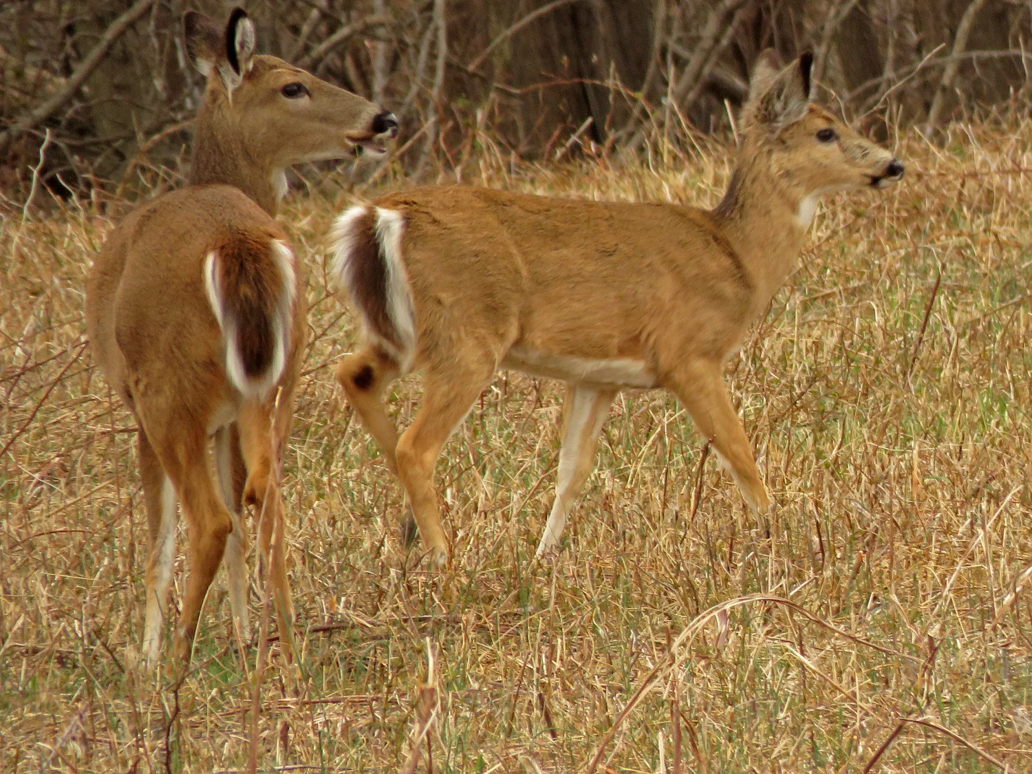 White-tailed deer, Mt. Loretto Unique Area, Staten Island, April 2, 2019