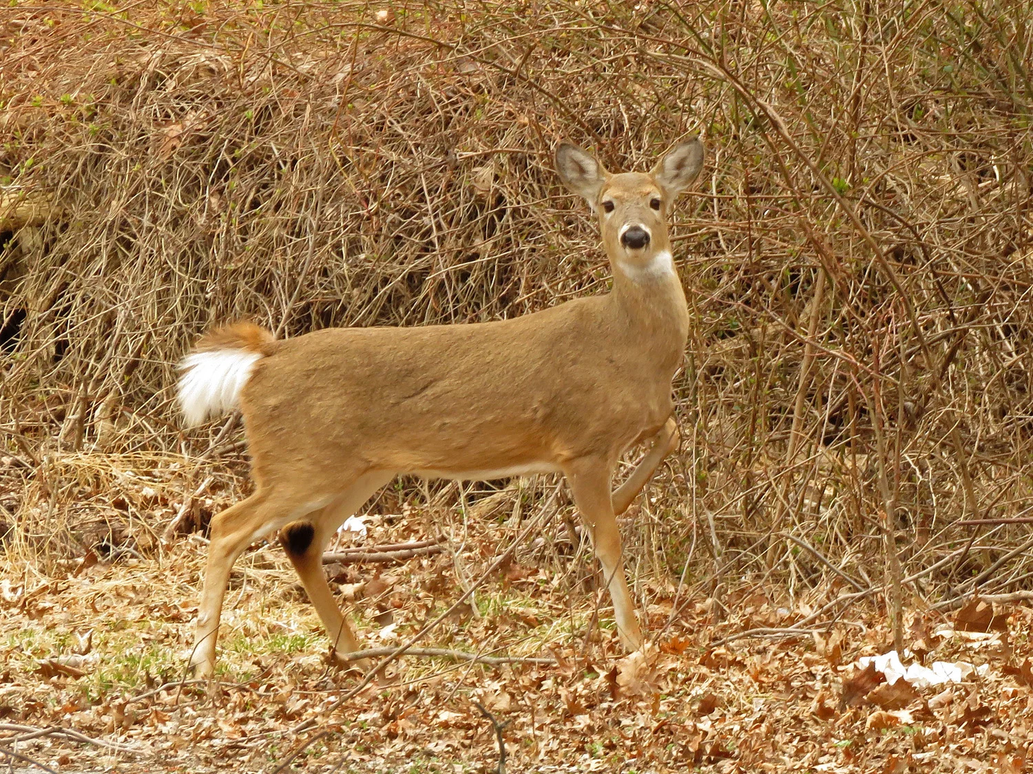 Deer 1500 4-2-2019 SI 105P.jpg