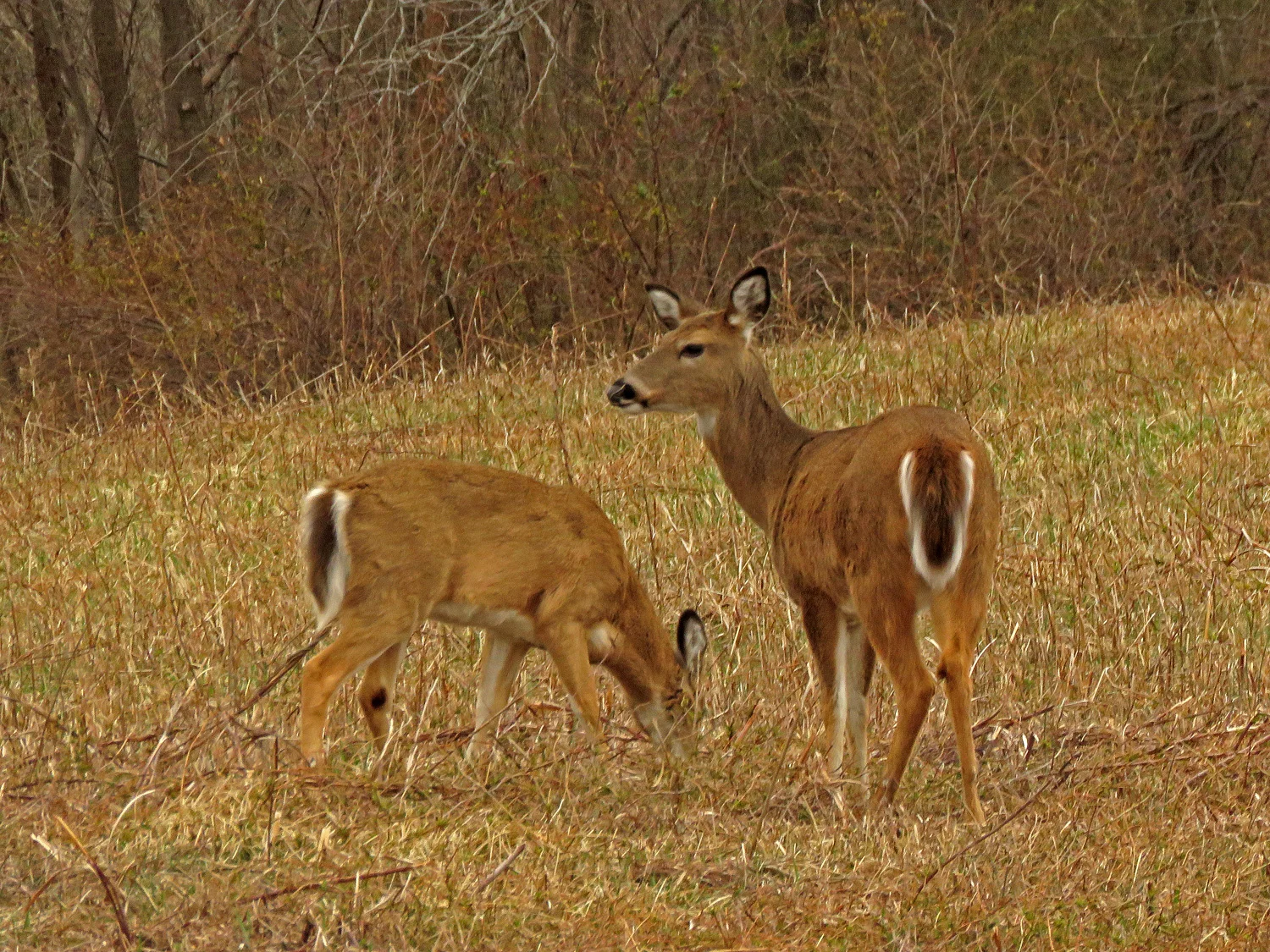 Deer 1500 4-2-2019 SI 132P.jpg