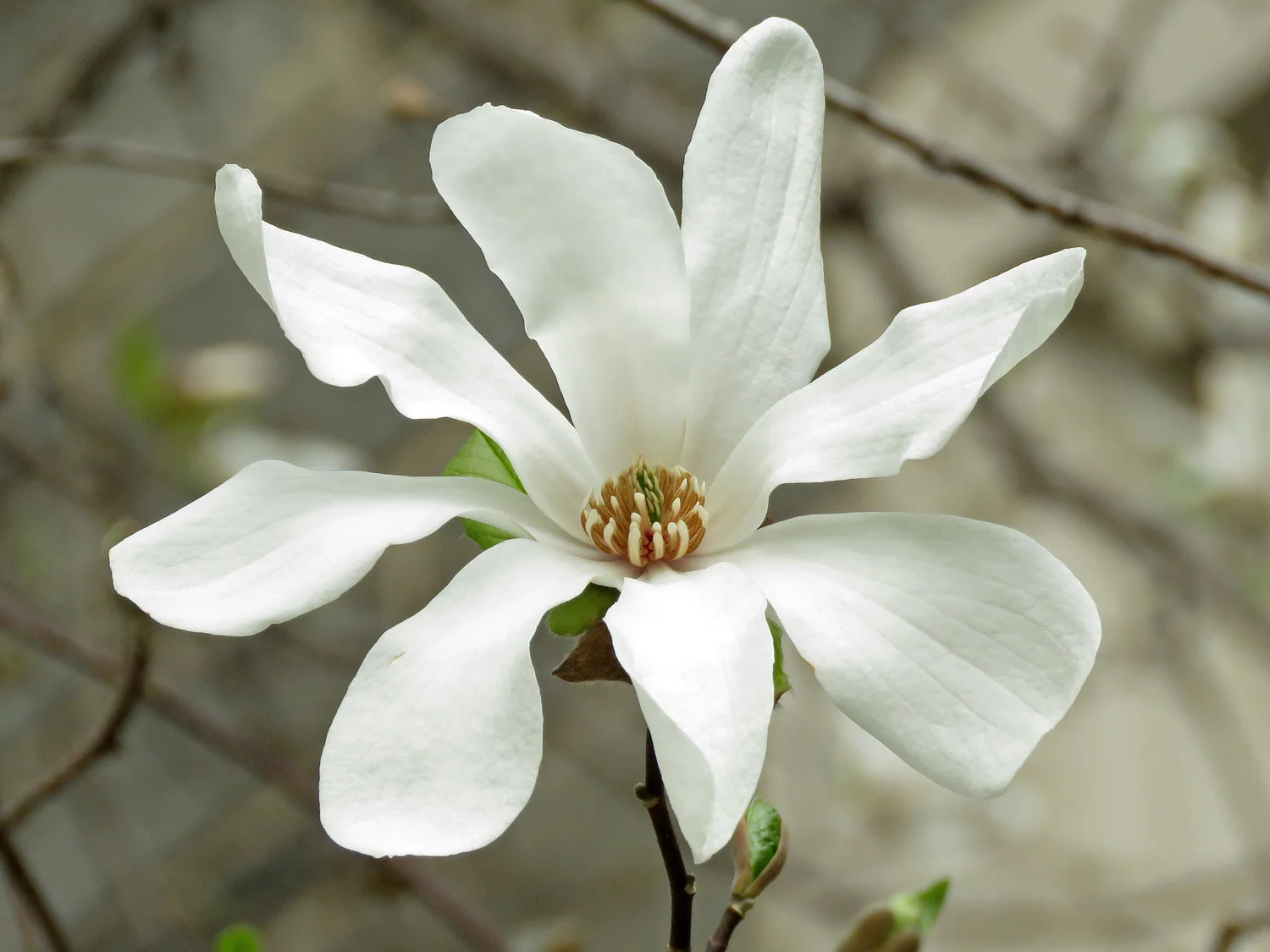 Magnolia blossom, the grounds of Saint John the Divine, April 11, 2019