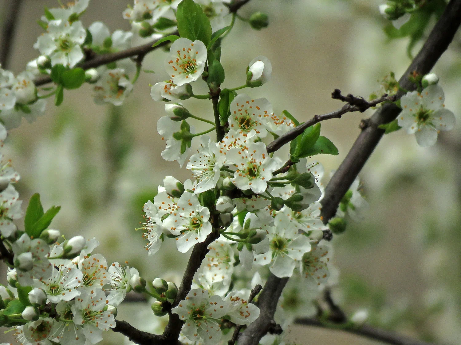 Tree 1500 4-11-2019 010P.jpg