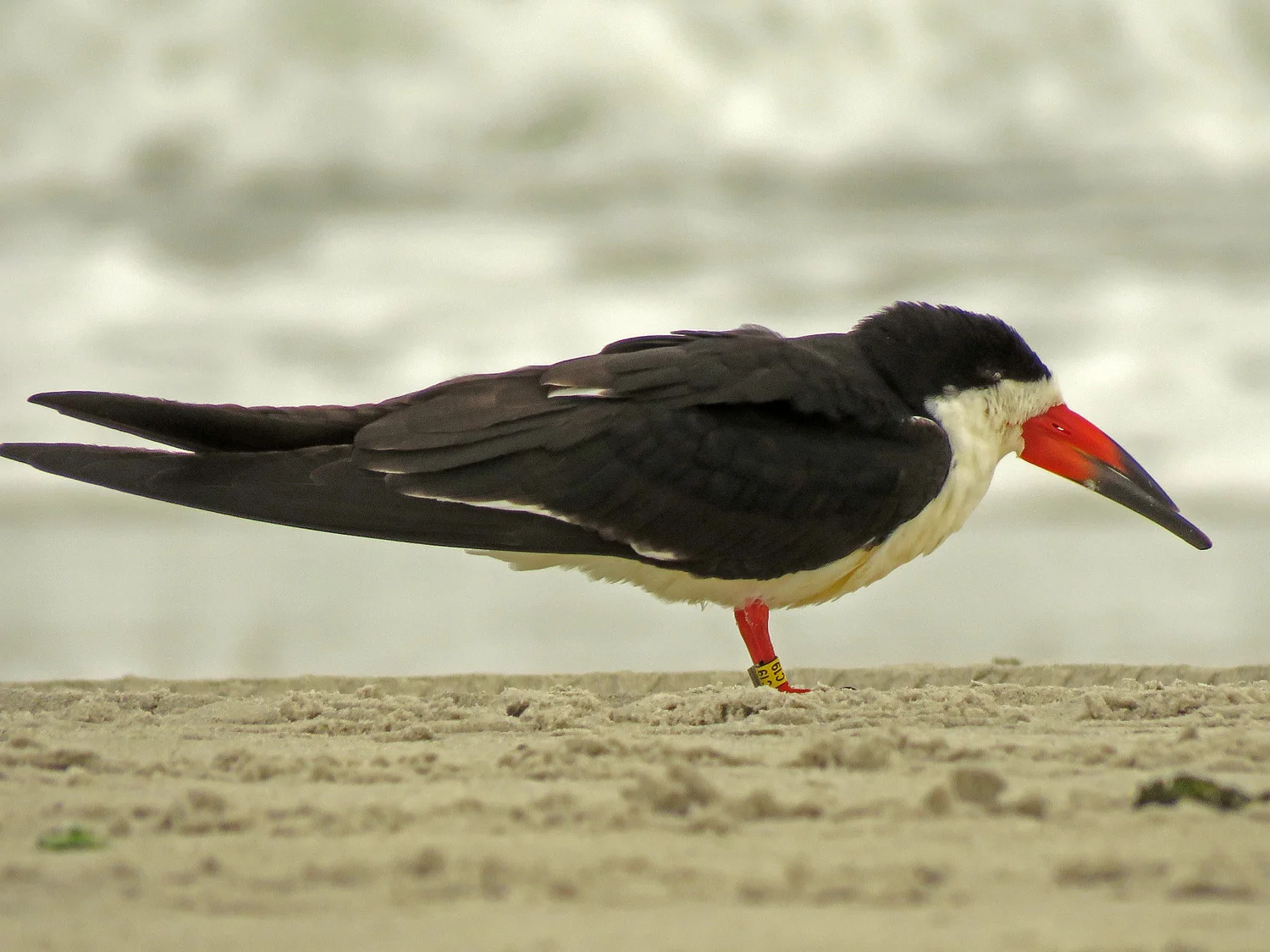 Black skimmer, Nickerson Beach, May 17, 2019