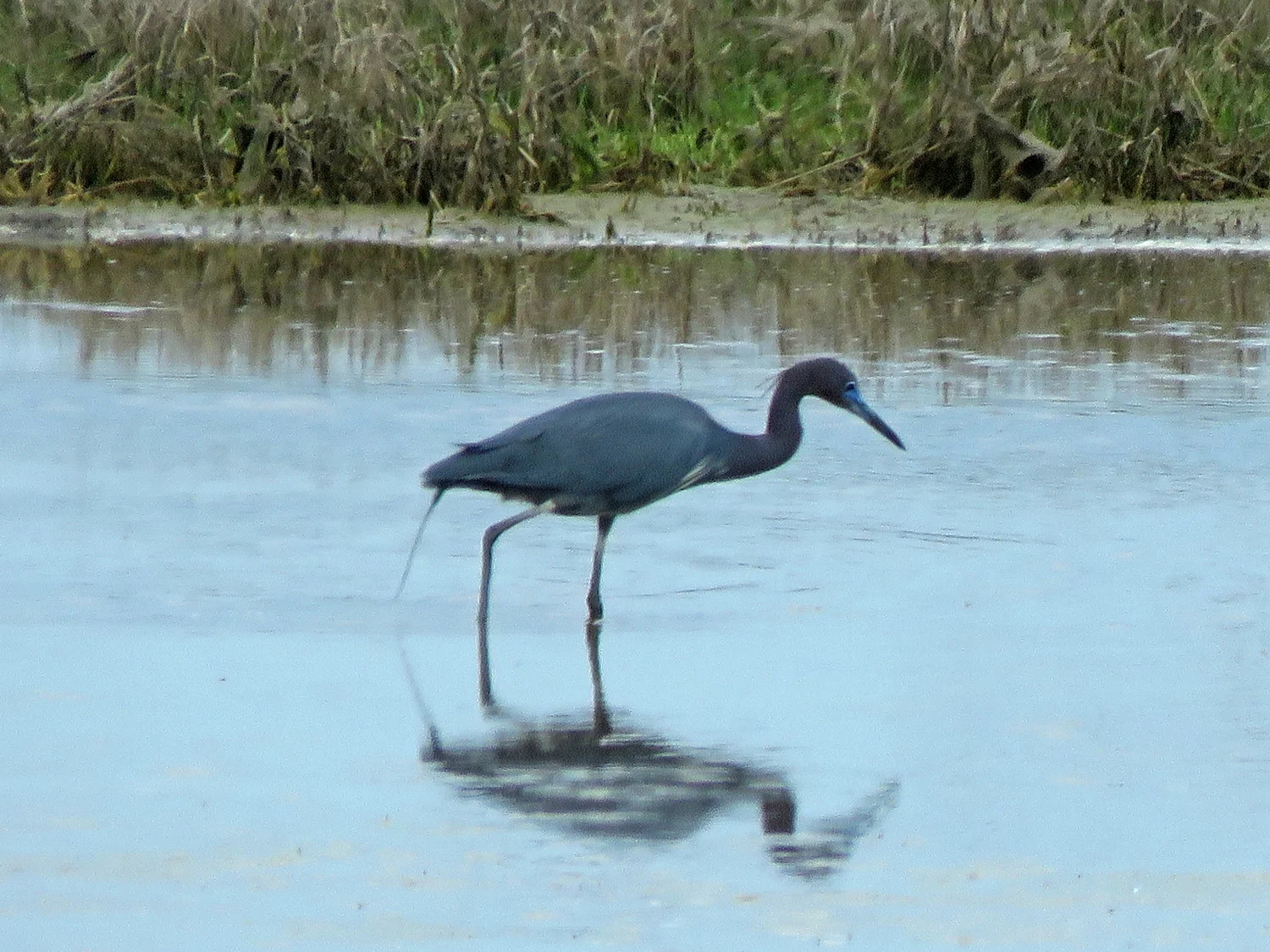 LBHeron 1500 5-17-2019 Lido 202P.jpg