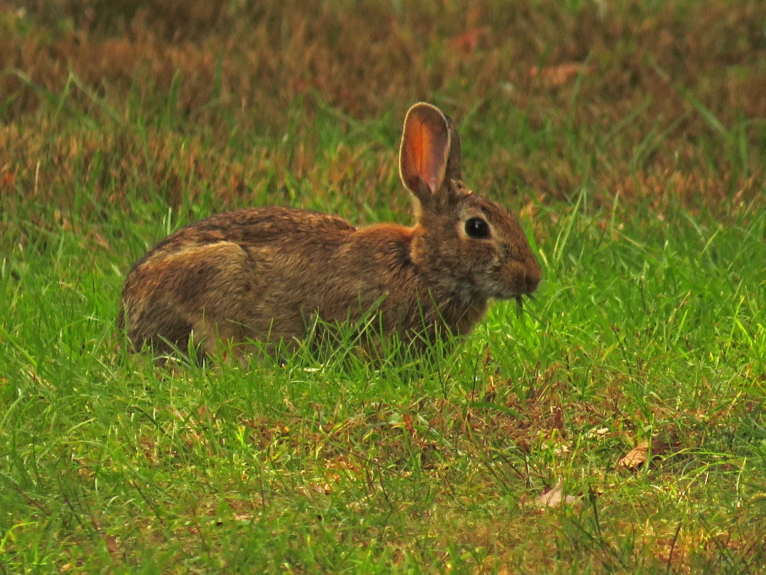 Bunny 1500 9-26-2017 FBF 087P.jpg