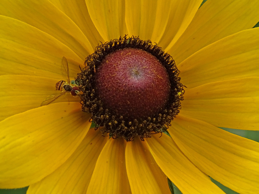 Flower 1500 7-3-2019 008P.jpg