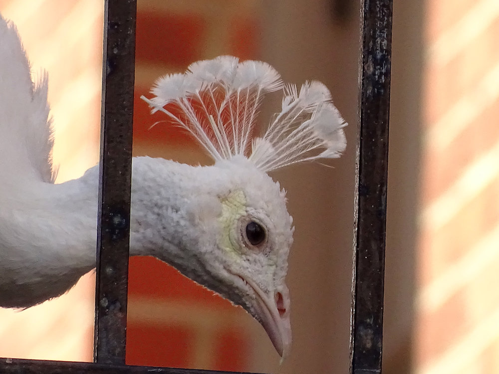 Peacock 1500 7-3-2019 065P.jpg