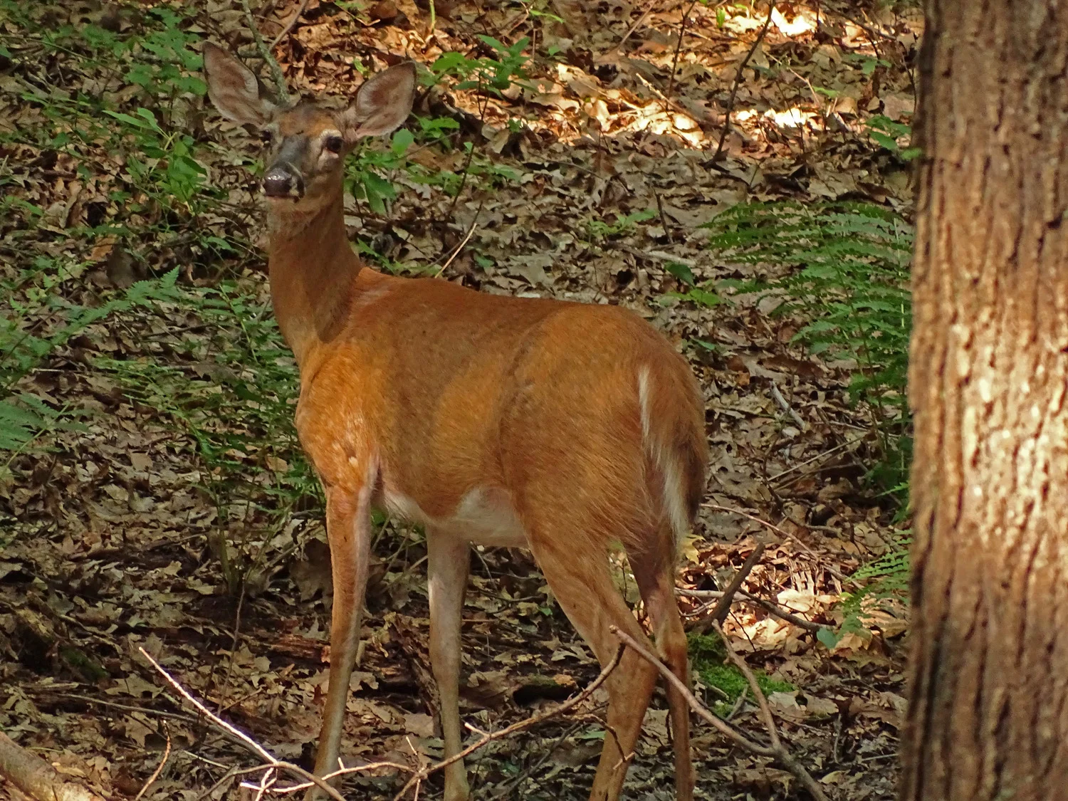 White-tailed deer, Long Pond Park, Staten Island, July 7, 2019