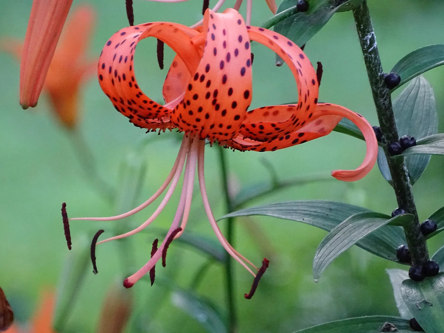 Shakespeare Garden, July 10, 2019