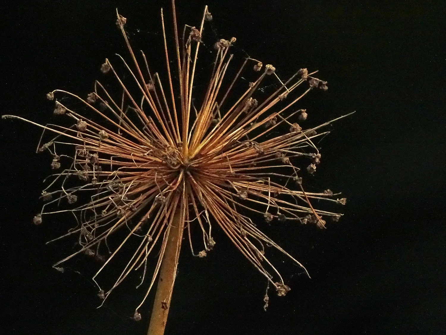 Shakespeare Garden fireworks, July 10, 2019