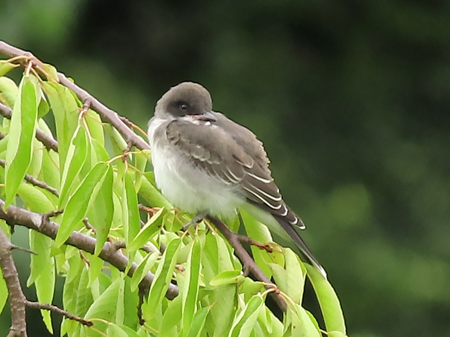 Kingbirds 1500 7-23-2019 1964B.jpg