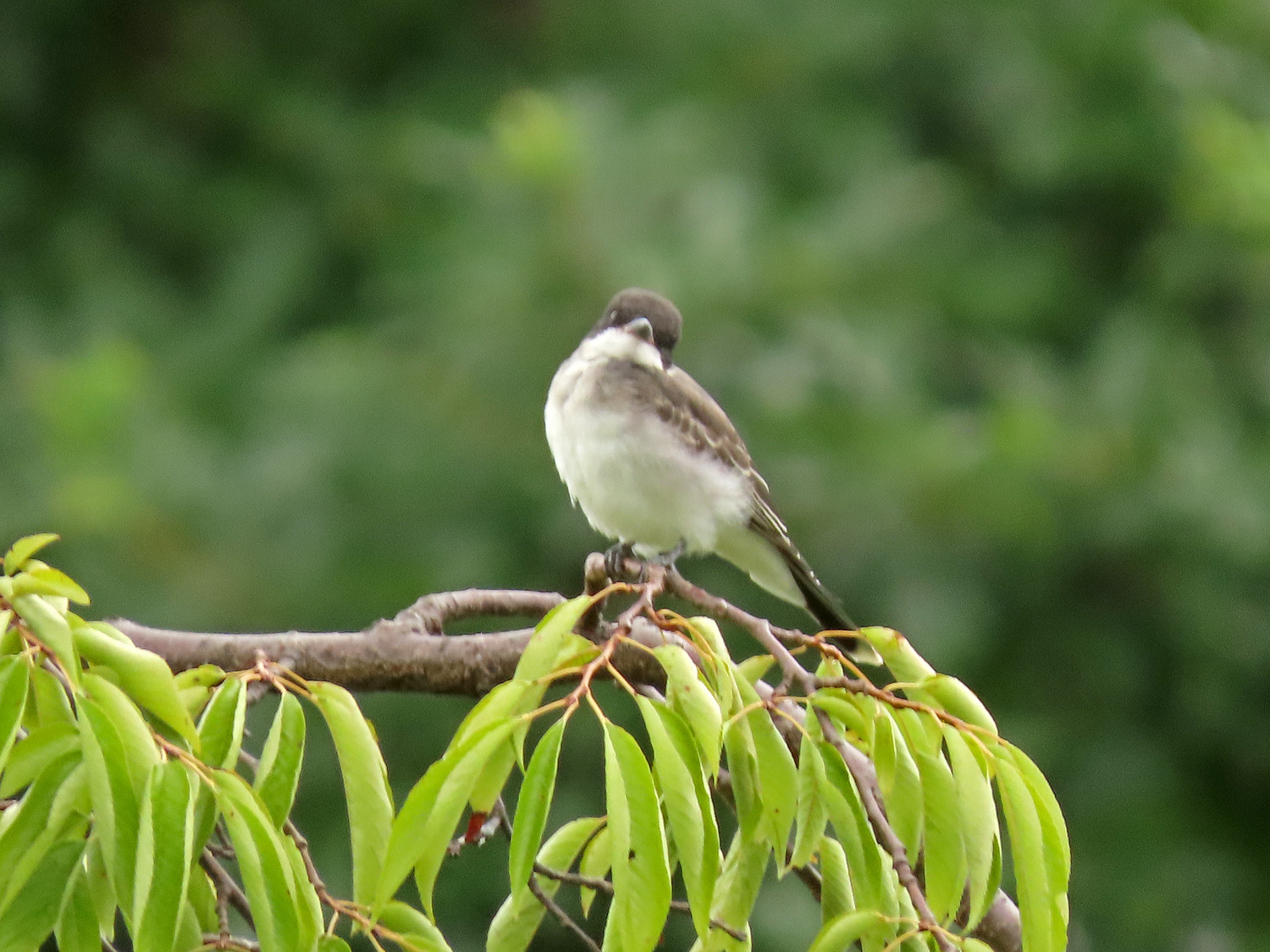 Kingbird 1500 7-23-2019 129P.jpg