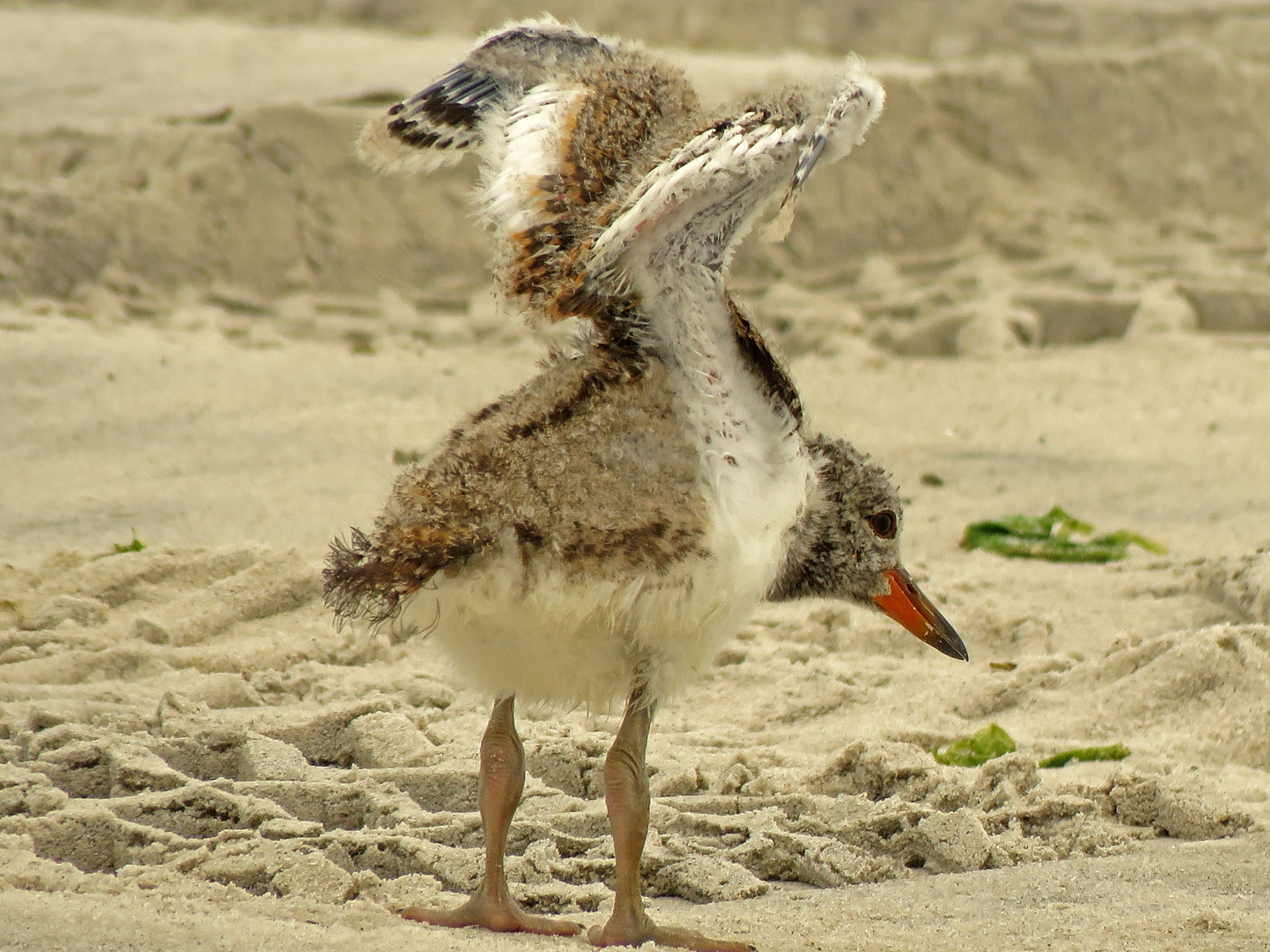 Oystercatcher 1500 6-17-2019 NB Lido 237P.jpg