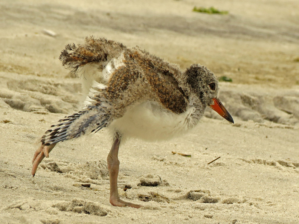 Oystercatcher 1500 6-17-2019 NB Lido 247P.jpg