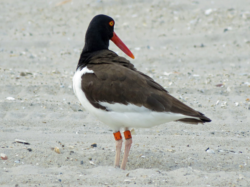 Oystercatcher 1500 5-17-2019 Lido 429P.jpg