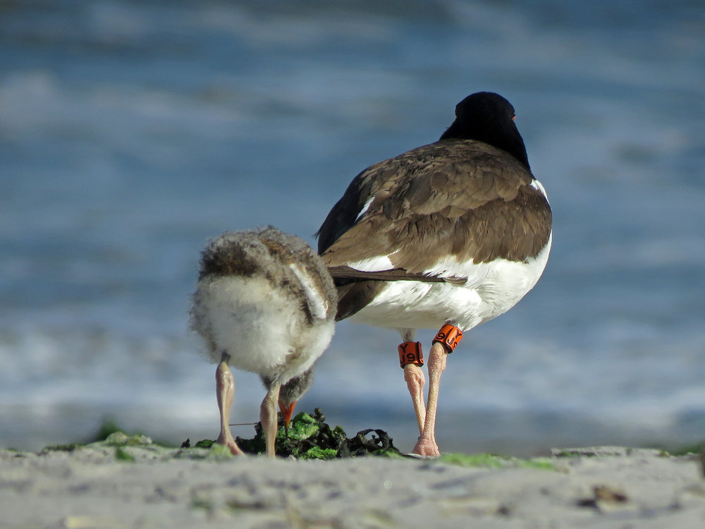 Oystercatcher 1500 6-4-2019 Lido 567P.jpg