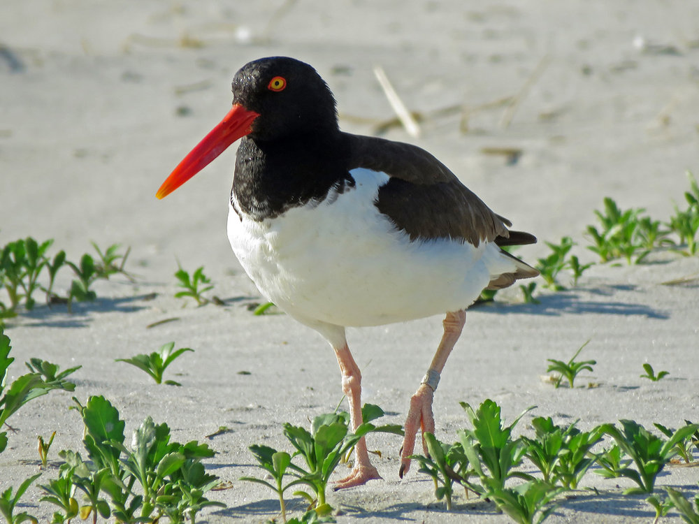 Oystercatcher 1500 6-4-2019 Lido 571P.jpg