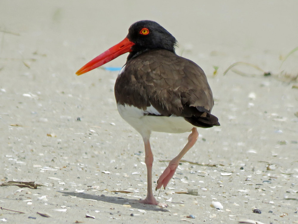 Oystercatcher 1500 6-12-2019 Lido 315P.jpg