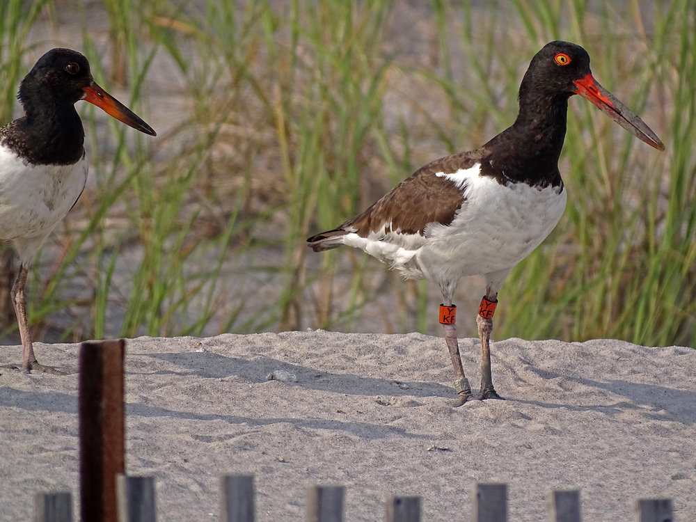 Oystercatcher 1500 7-19-2019 Lido NB Sony 326P.jpg