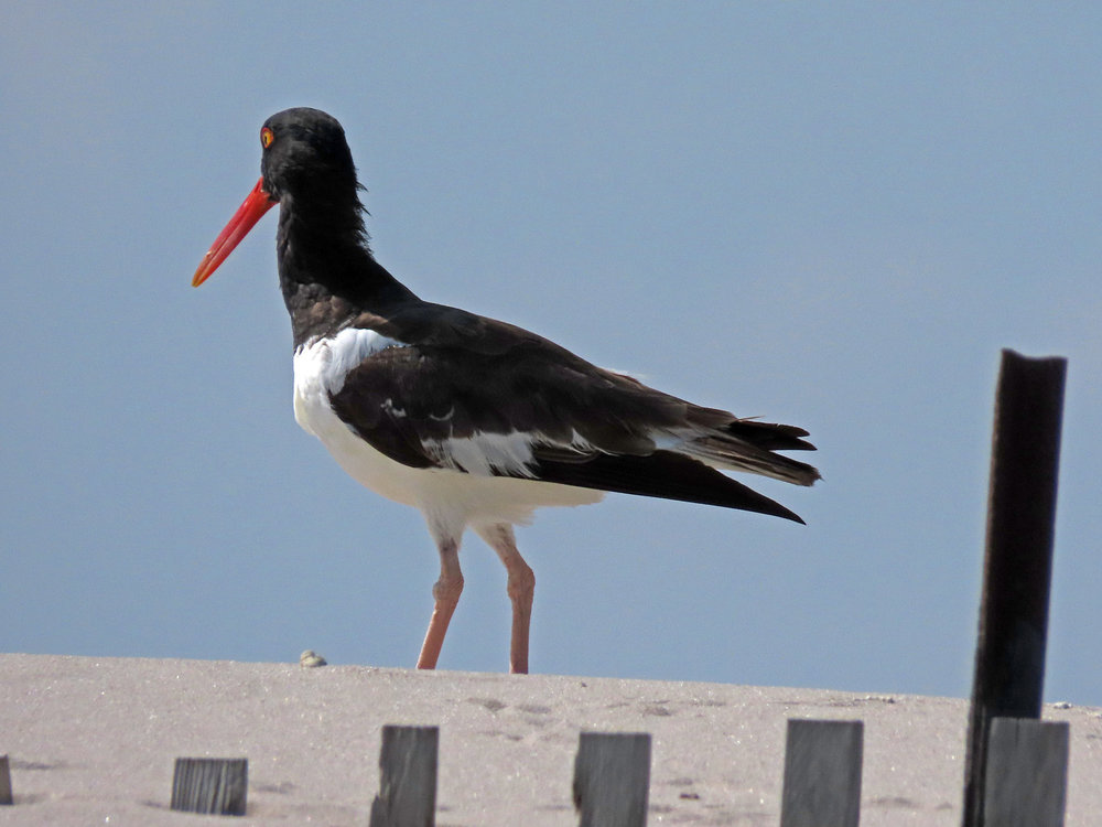 Oystercatcher 1500 7-30-2019 Lido NB 340P.jpg