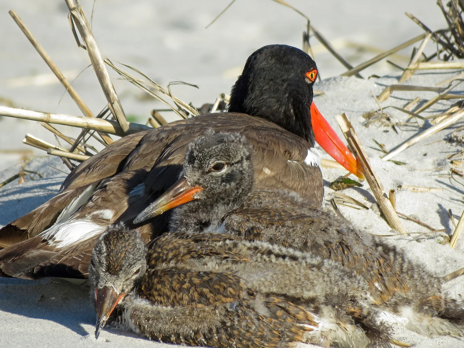 Oystercatcher family, June 12, Nickerson Beach