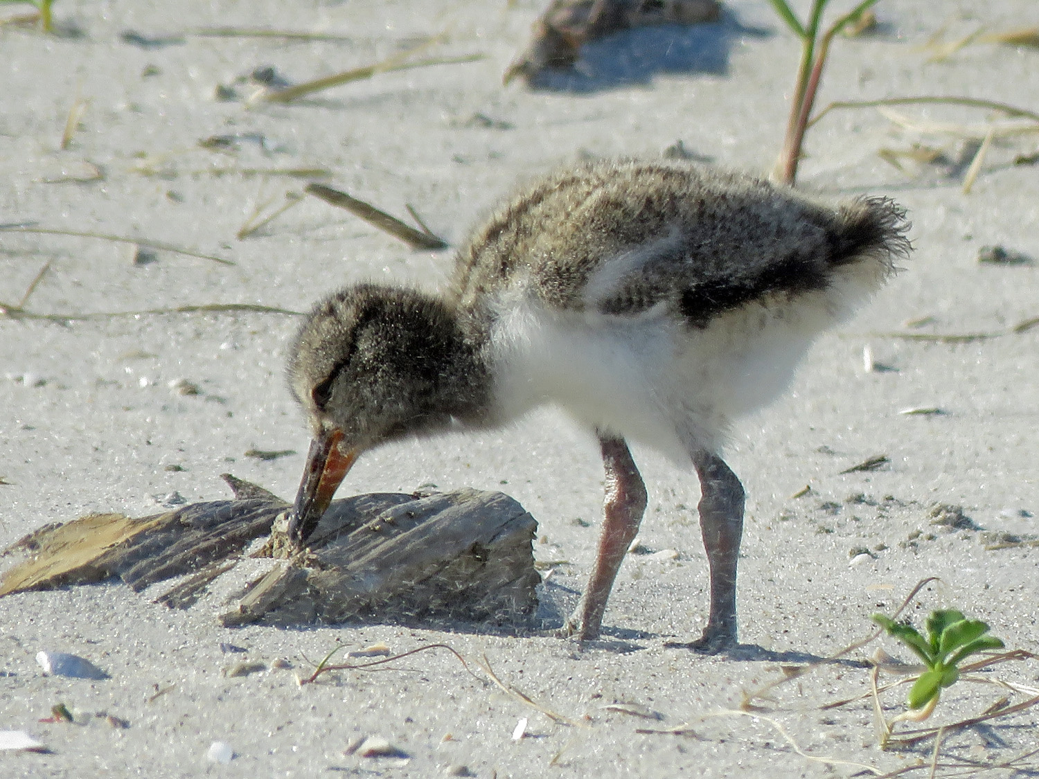 Oystercatcher 1500 6-4-2019 Lido 507P.jpg