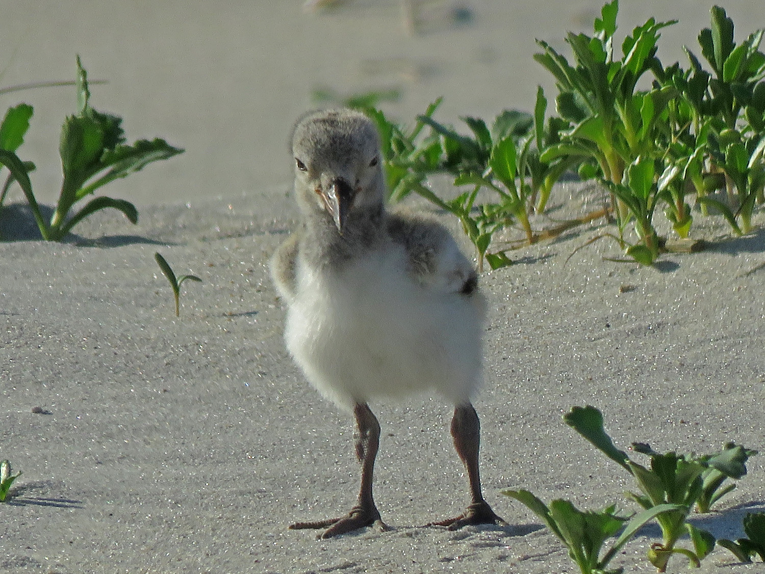 Oystercatcher 1500 6-4-2019 Lido 582P.jpg