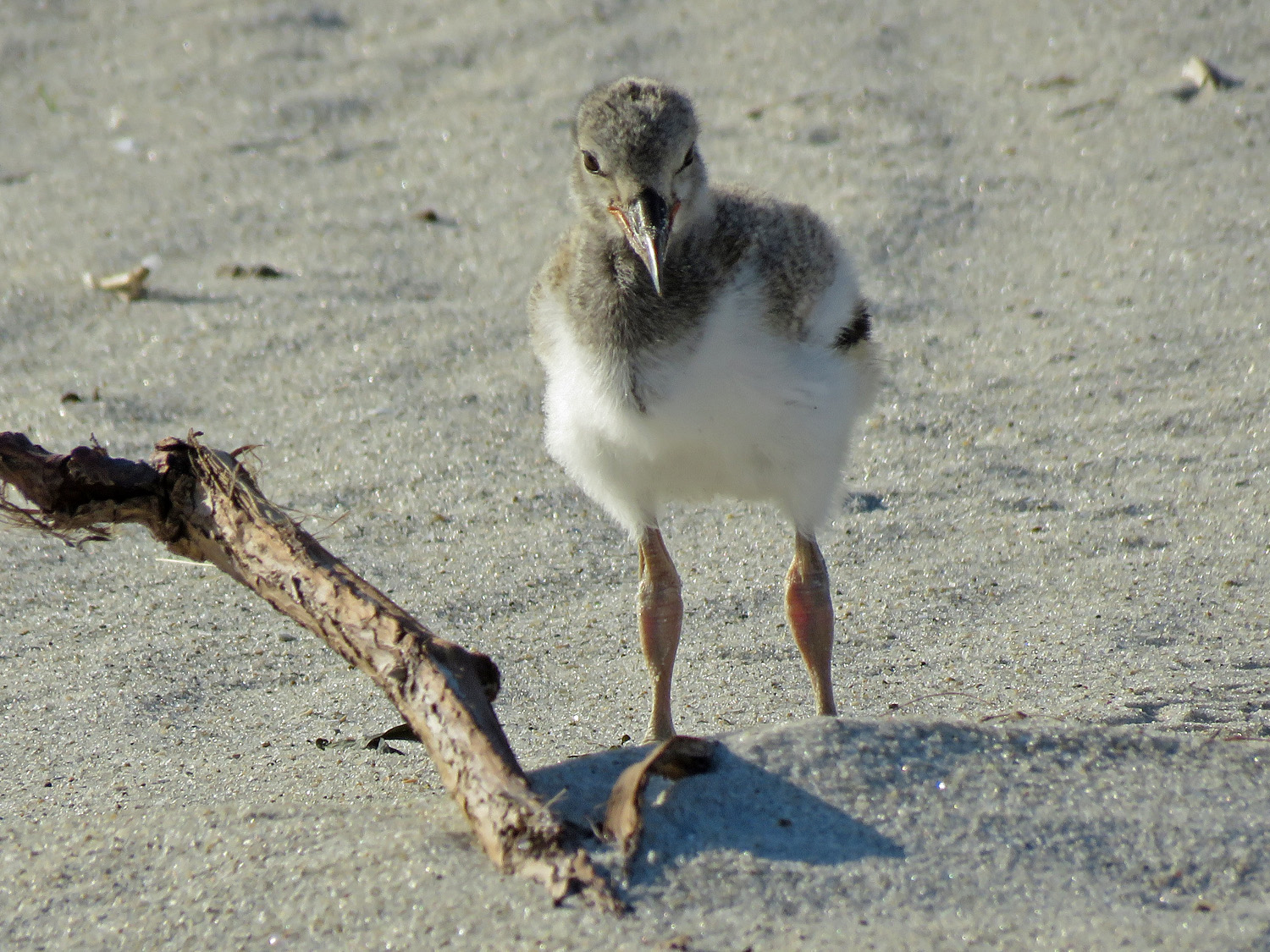 Oystercatcher 1500 6-4-2019 Lido 622P.jpg