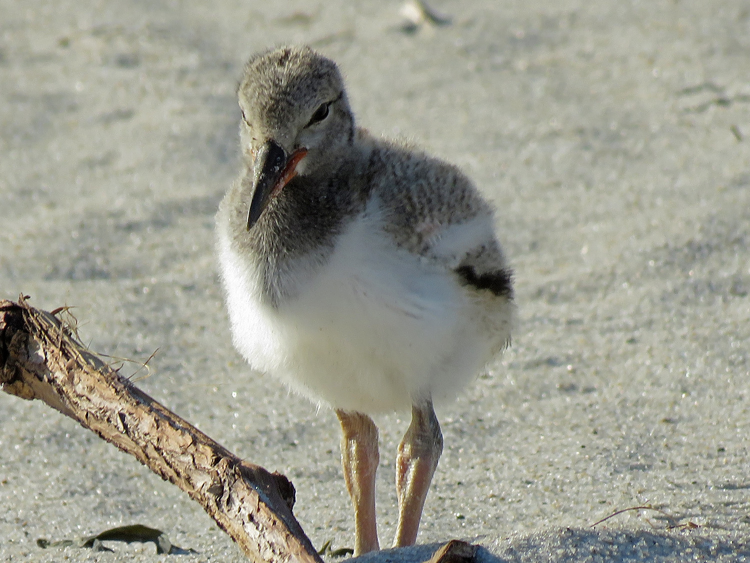 Oystercatcher 1500 6-4-2019 Lido 634P.jpg