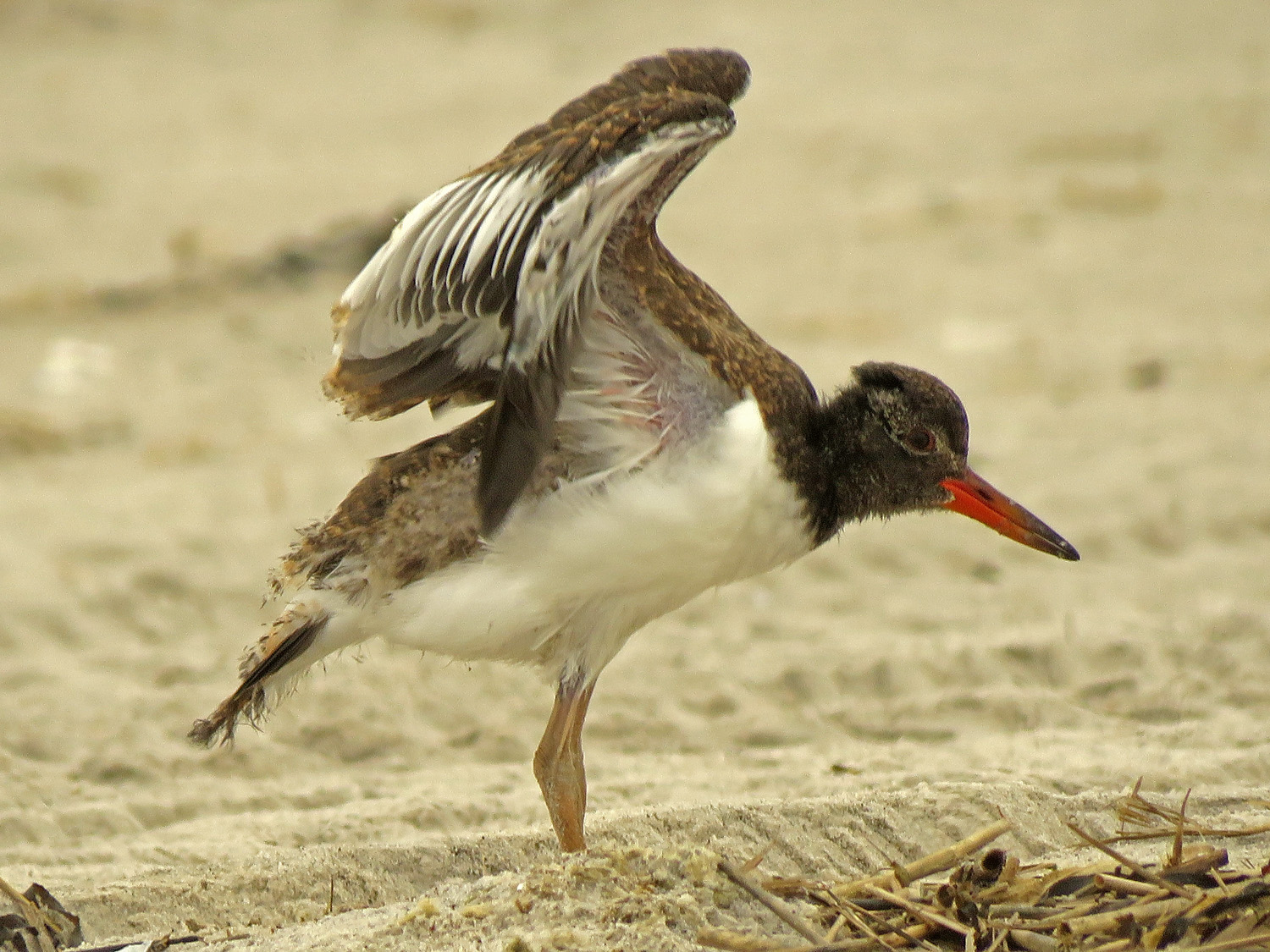 Oystercatcher 1500 6-17-2019 NB Lido 267P.jpg