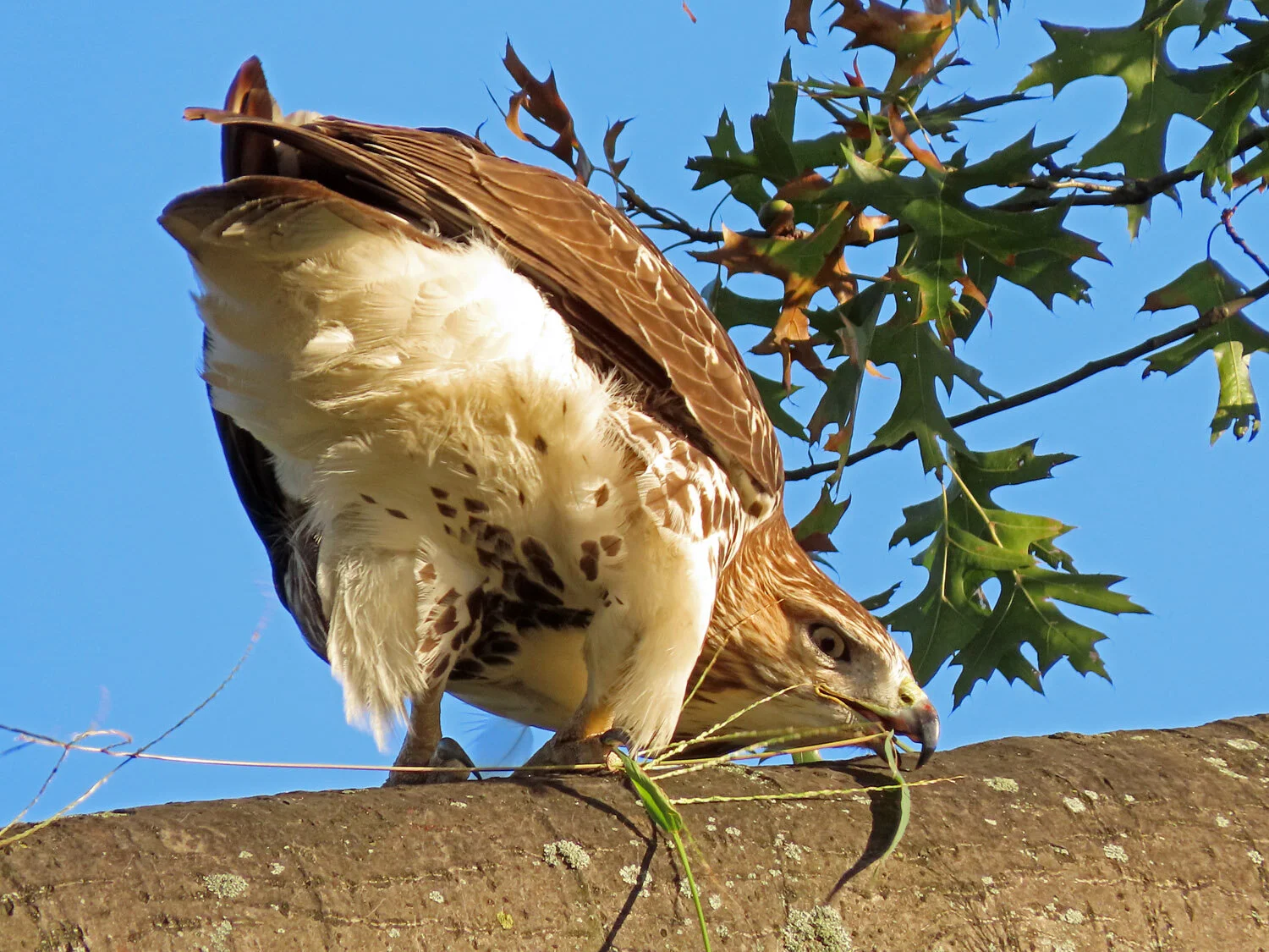 A juvenile red-tailed hawk cleans his beak after eating a rat, Central Park, October 5, 2019.