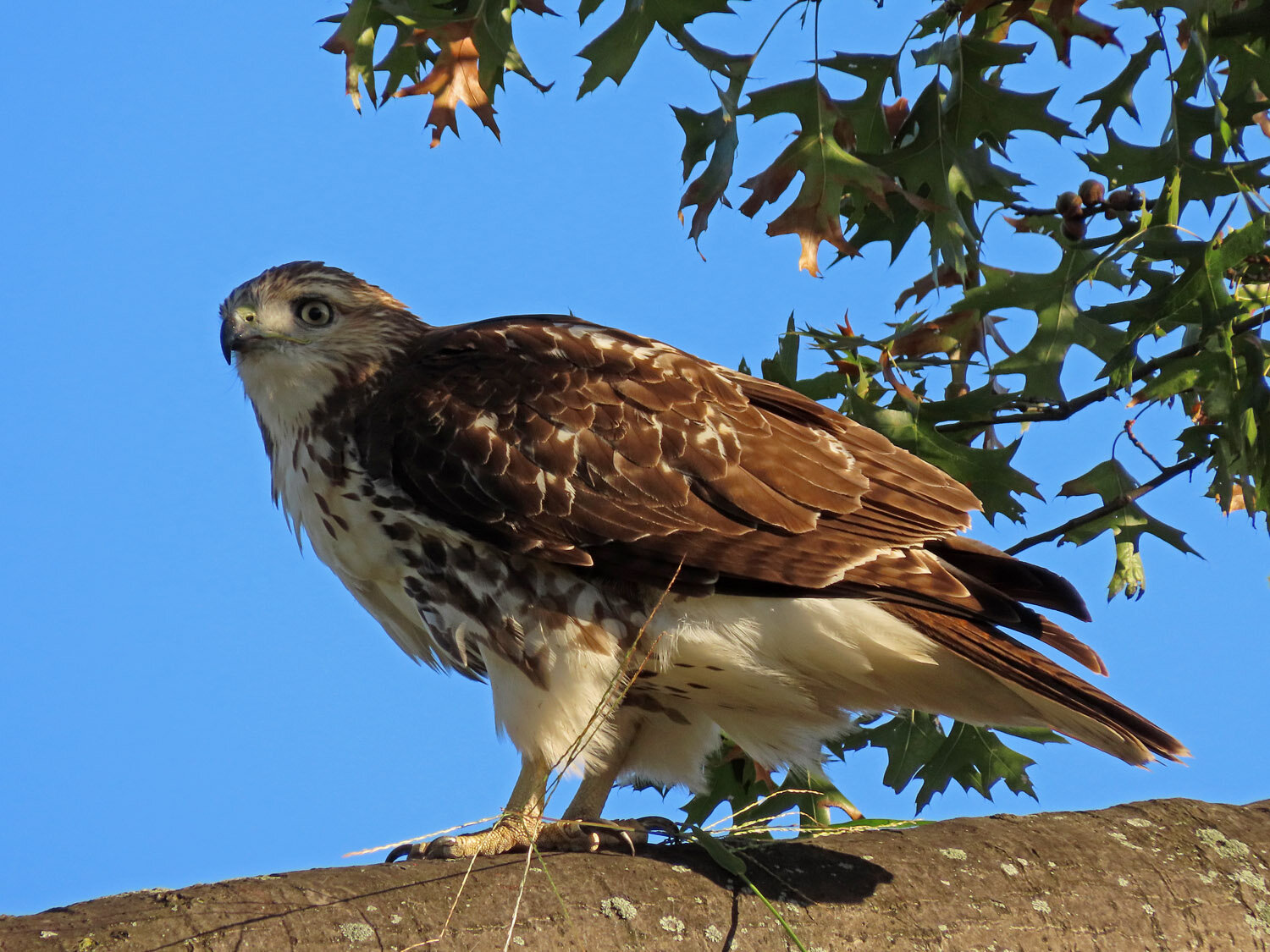 Red-Tailed Hawks — Susan Kirby