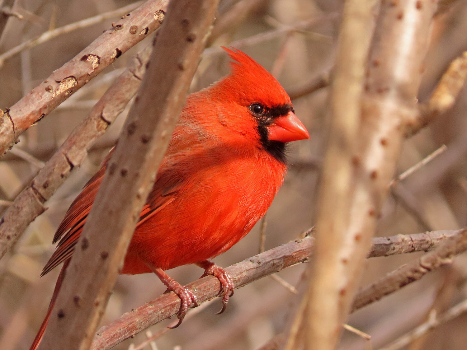 Cardinal 1500 2-29-2020 002P.jpg